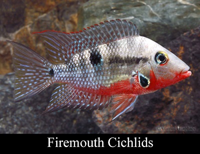 Firemouth Cichlid