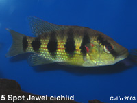 Five Spot Jewel Cichlid