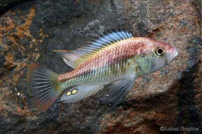 Flameback Haplochromis Cichlid