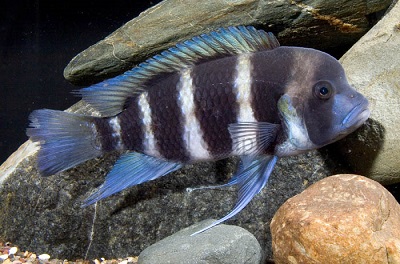 Frontosa Cichlid