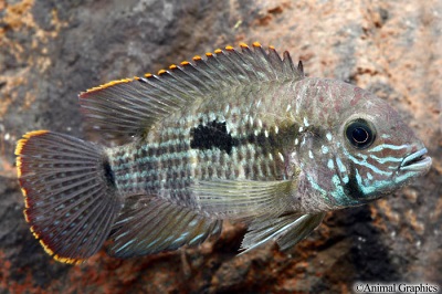 Green Terror Cichlid