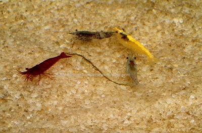 Assorted Freshwater Shrimp