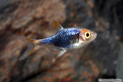 Black Harlequin Rasbora