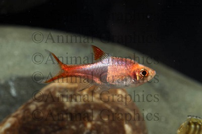 Gold Harlequin Rasbora