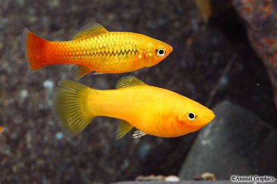 Assorted Variatus Platyfish