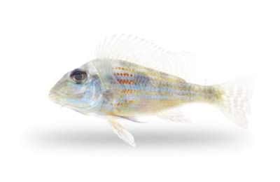 Geophagus Sveni Cichlid - L