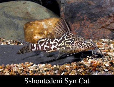 Synodontis Schoutedeni Catfish