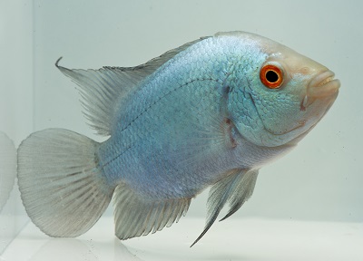 Blue Diamond Flowerhorn Cichlid