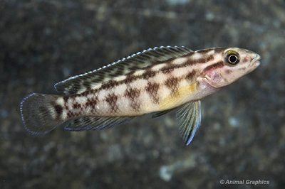 Juliochromis Marlieri Cichlid