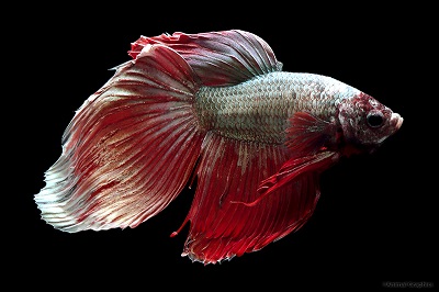 Dragon Scale Betta