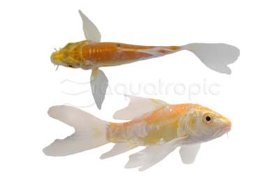 Select Butterfly Koi , 4-5"