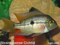 Nicaraguens Cichlid
