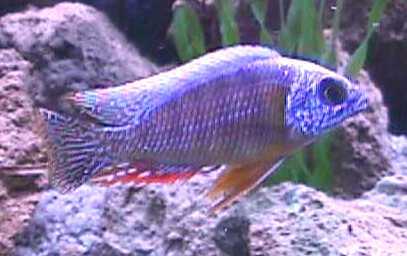 Peacock Cichlid