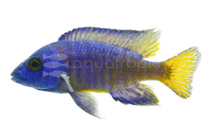 Peacock Cichlid - Medium Size