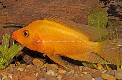 Red Devil Cichlid