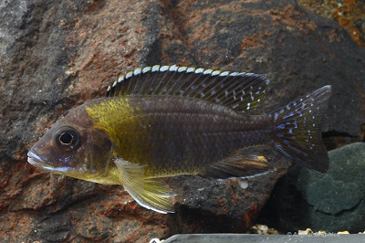 Maulana Bicolor Peacock Cichlid