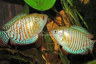 Male Dwarf Gouramis