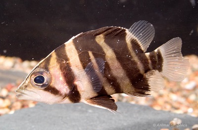 Tiger Datnoid