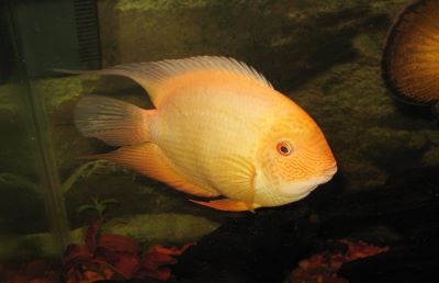 Red Spotted Gold Severum Cichlid