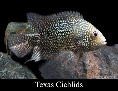 Texas Cichlid
