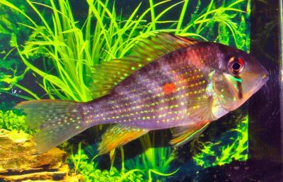 Threadfin Acara Heckelii Cichlid