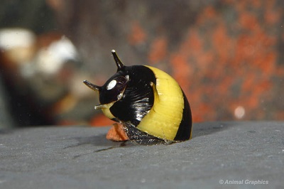 Nerite Horned Snail- freshwater