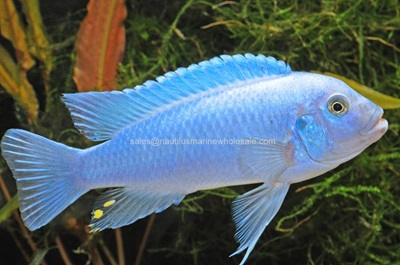 Blue Cobalt Zebra Cichlid