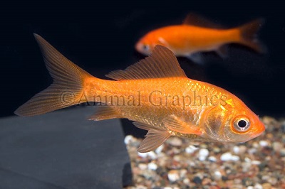 Goldfish Lg Feeders