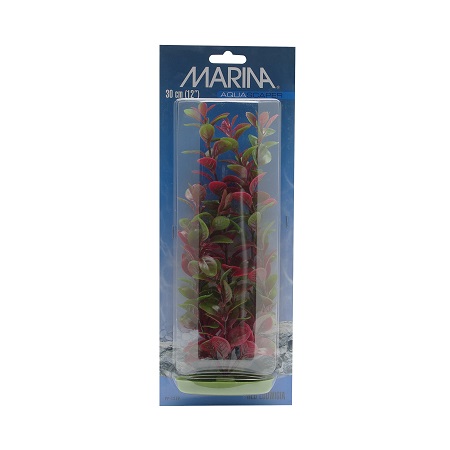 MARINA RED LUDWIGIA 5"