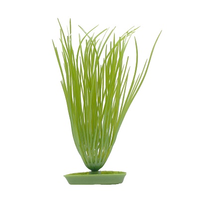 MARINA HAIRGRASS PLANT 8"