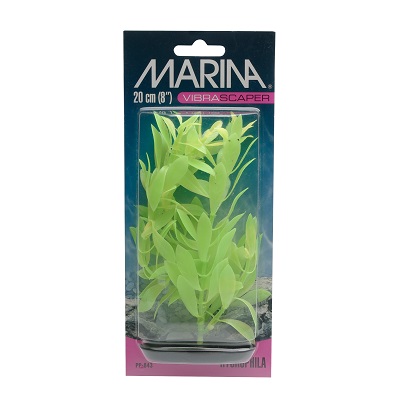 MARINA HYGROPHILA GREEN 12"