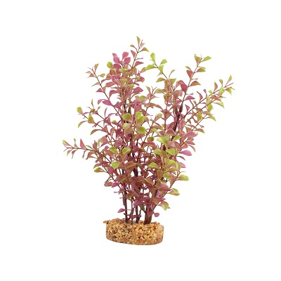 AQUALIFE RED LUDWIGIA PLANT 10"