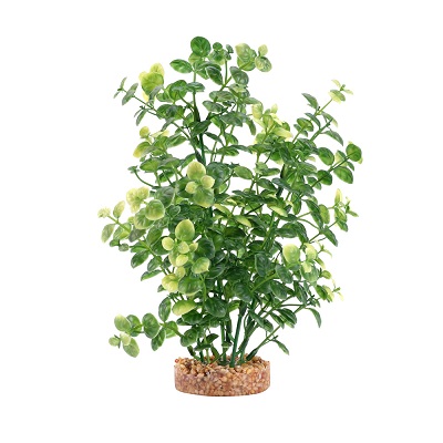 AQUALIFE GREEN BACOPA 8''