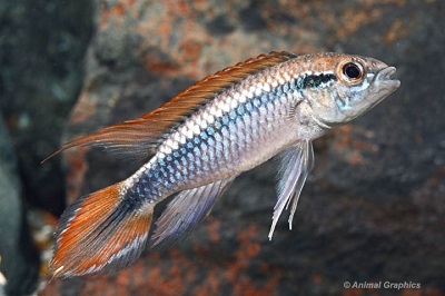 Agassizii Double Red Cichlid