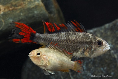 A Cacatuoides Double Red Cichlid