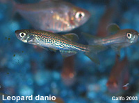 Leopard Danio