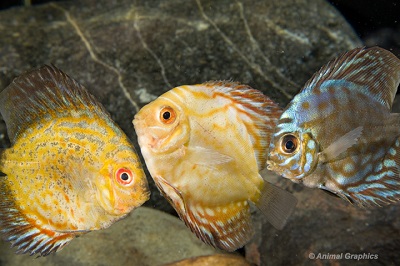 Locally Raised Discus