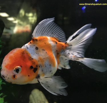 Calico Oranda Goldfish