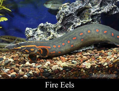 Fire Eel - small
