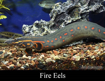 Fire Eel - Med