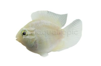 Snow White Parrot Cichlid