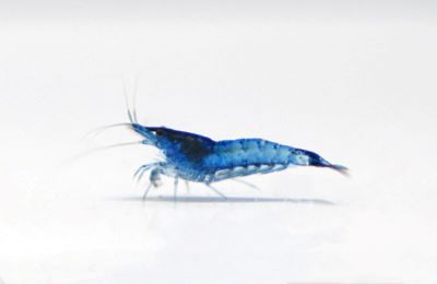 Blue Velvet Shrimp