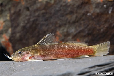 Dwarf Synodontis Catfish