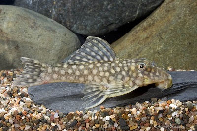Brevis Plecostomus Catfish L020