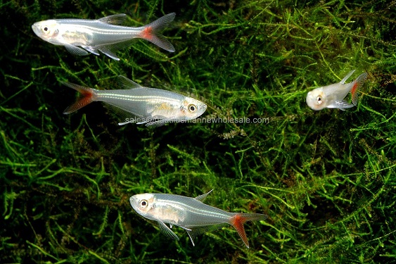 Glass Bloodfin Tetra