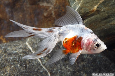 Calico Fantail Goldfish 2-3"