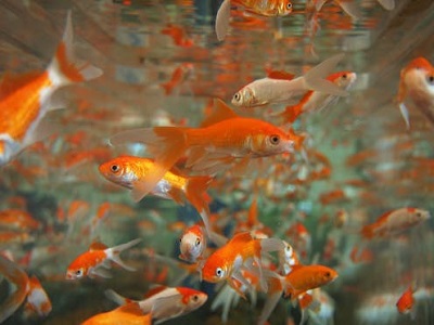 Pond Goldfish  Small  3-4"