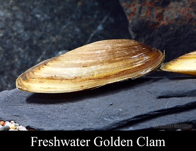 Asian Gold Clam - freshwater