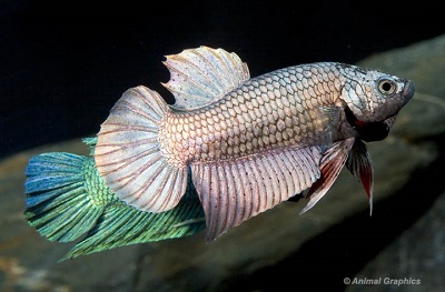 Betta (Imbellis)