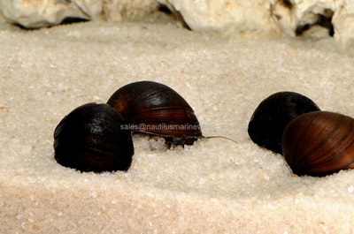 Black Racer Nerite Snail